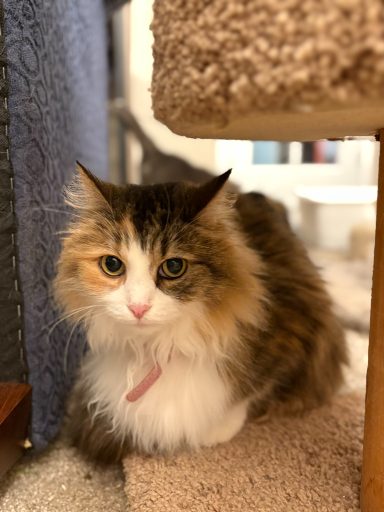 Sally